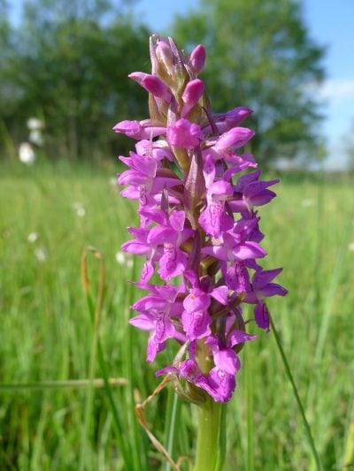 Dact incarnata Dact incarnata