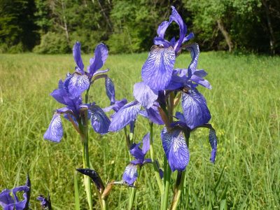 Iris sibirica Kesselsee Iris sibirica Kesselsee