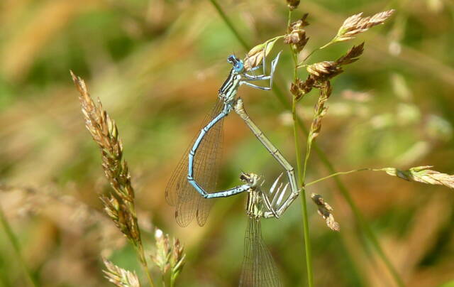 Blaue Federlibelle im Paarungsrad