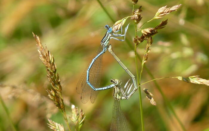 Blaue Federlibelle im Paarungsrad