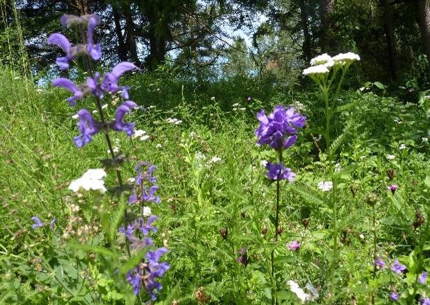 Büschel-Glockenblume und Wiesen-Salbei, Kapellenberg
